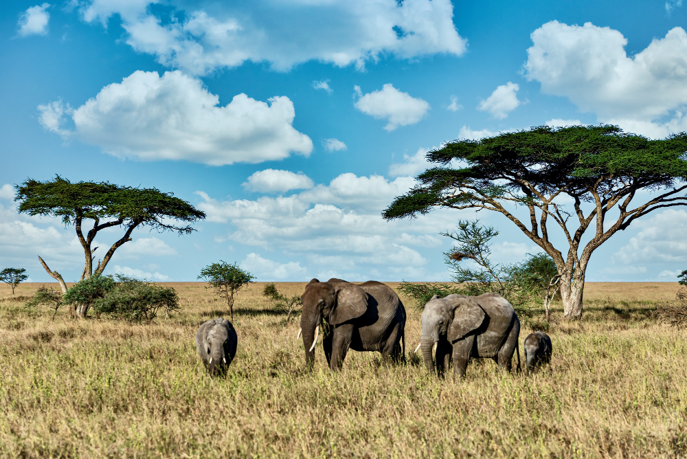 Elephants on an East African savannah