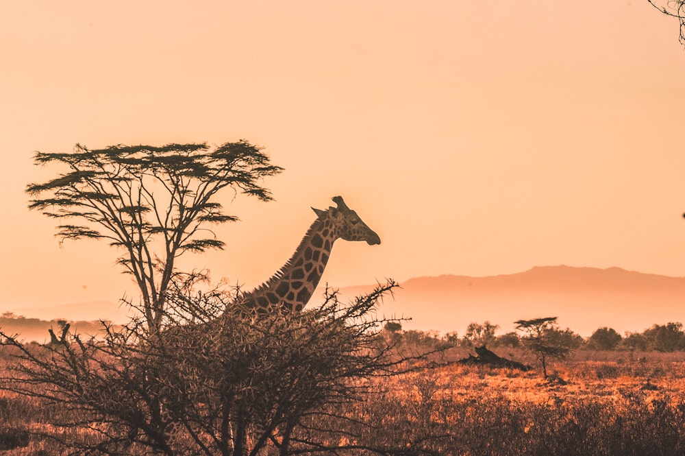 Luxury Safari Packing Checklist