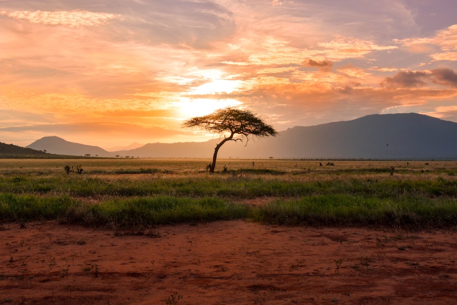 Elephants walking through a real East African savannah landscape