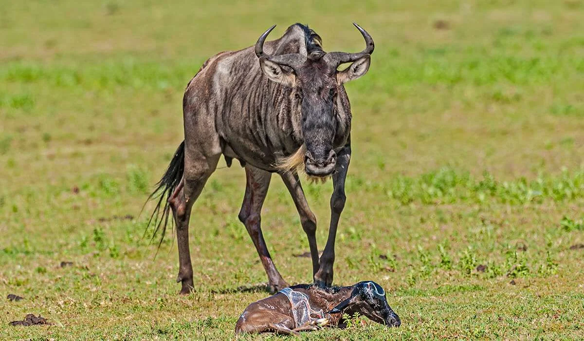 4-Day Serengeti Wildebeest Calving Season Safari safari photo