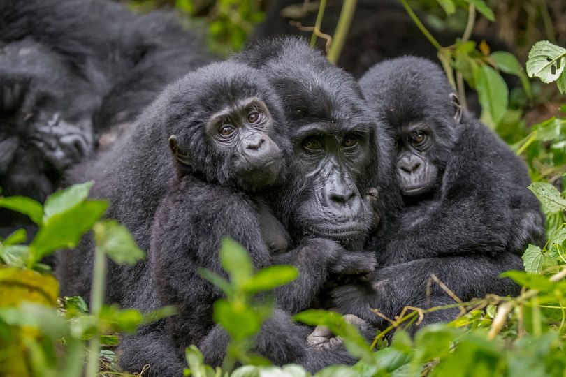 7 Days Uganda Primate and Wildlife Safari safari photo