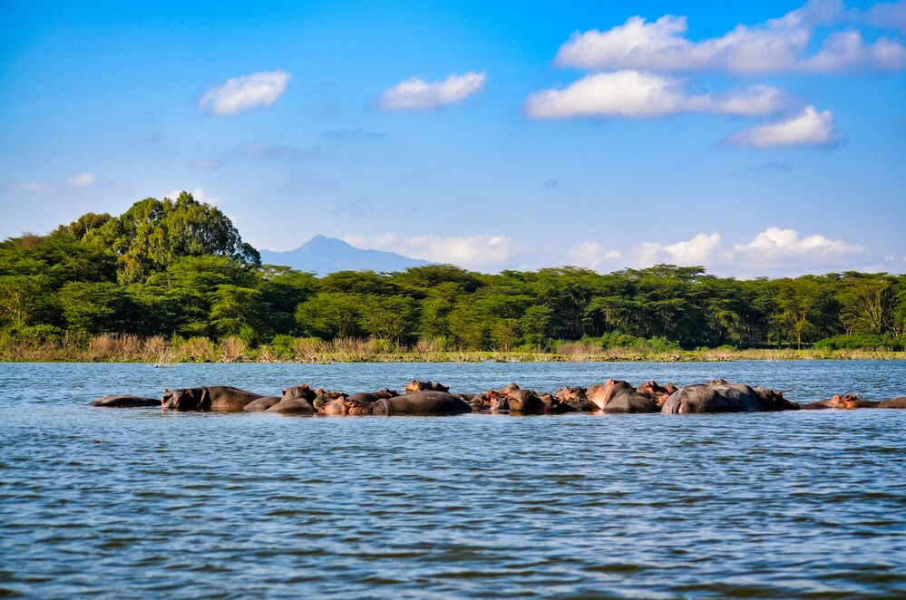 6-Day Best of Kenya Wildlife Adventure safari photo