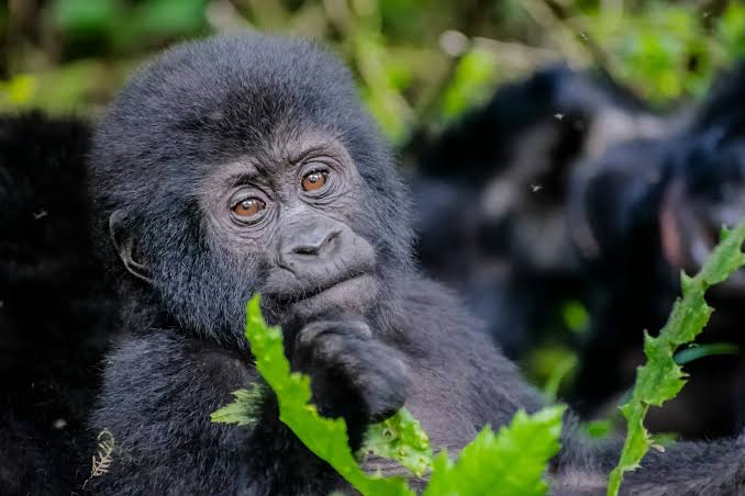 7 Days Uganda Primate and Wildlife Safari
