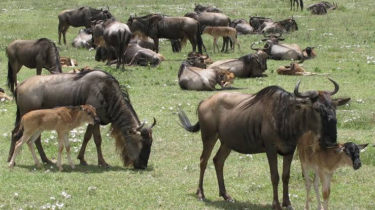 4-Day Serengeti Wildebeest Calving Season Safari safari photo