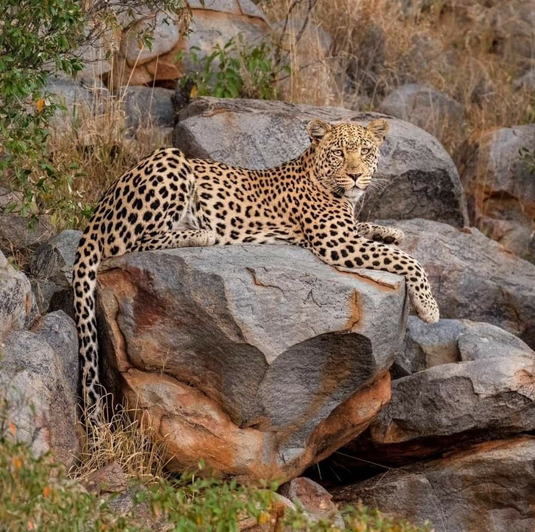 3-Day Masai Mara National Reserve Safari safari photo