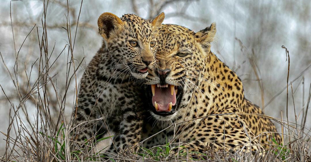 3-Day Big Five Mara Safari safari photo