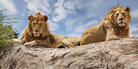 9-Day Combo Safari & Zanzibar Tour