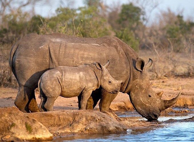 3-Day Big Five Mara Safari safari photo