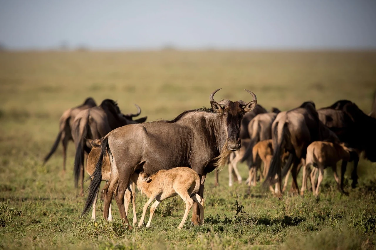 4-Day Serengeti Wildebeest Calving Season Safari safari photo