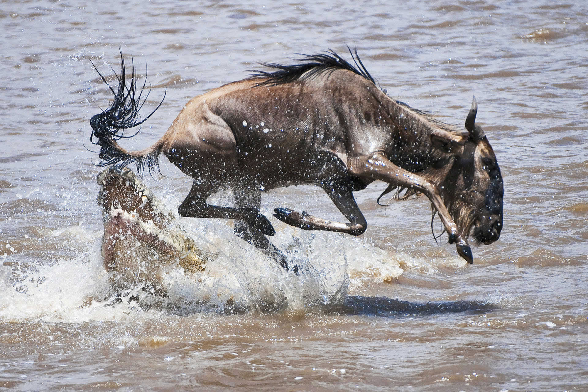 5-Day Serengeti Great Migration & Ngorongoro Safari