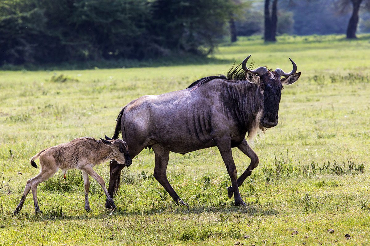 4-Day Serengeti Wildebeest Calving Season Safari safari photo