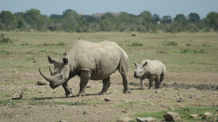 7-Day Eventrige Cultural Safari safari photo