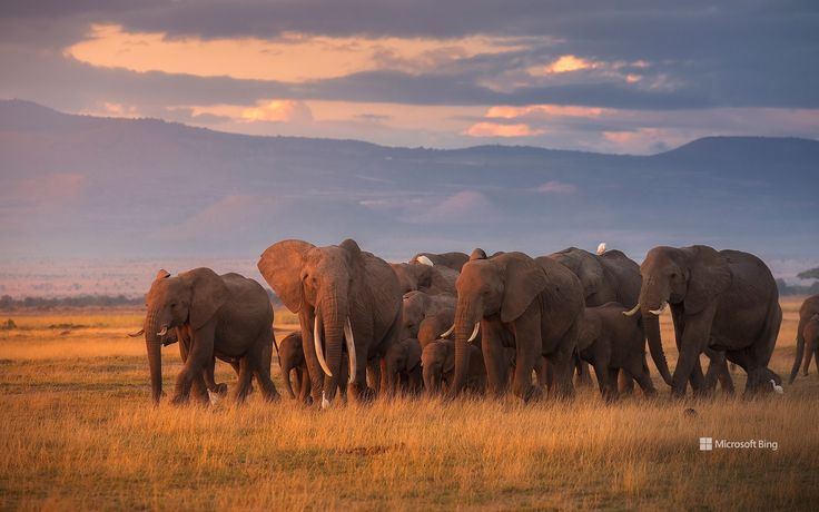 5-Day Ol Pejeta Rhino and Maasai Mara Safari safari photo