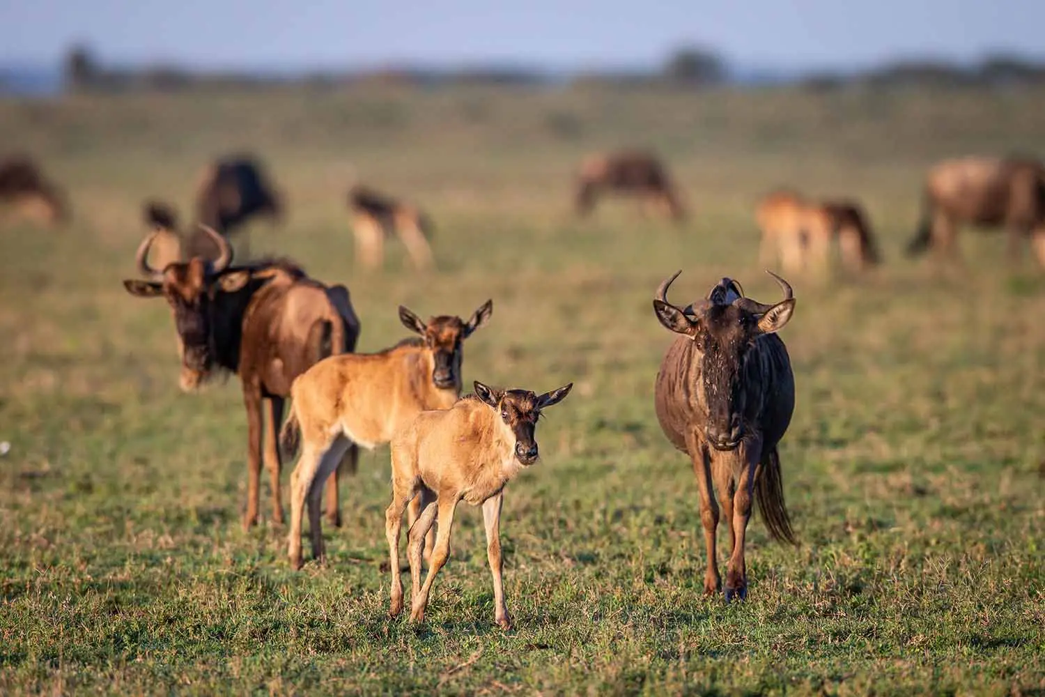 4-Day Serengeti Wildebeest Calving Season Safari safari photo