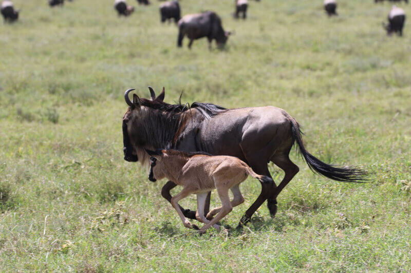 4-Day Serengeti Wildebeest Calving Season Safari safari photo