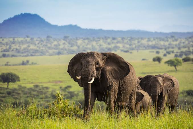 7 Days Uganda Primate and Wildlife Safari safari photo