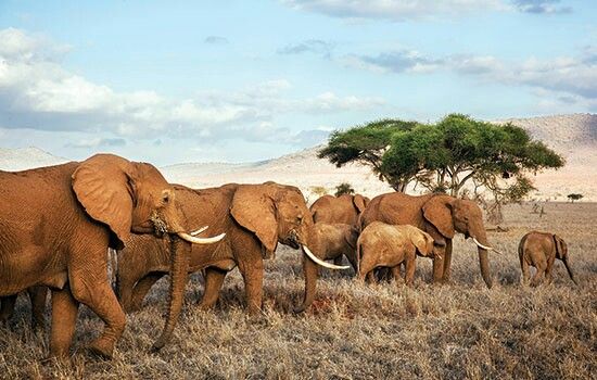 3-Day Masai Mara National Reserve Safari safari photo